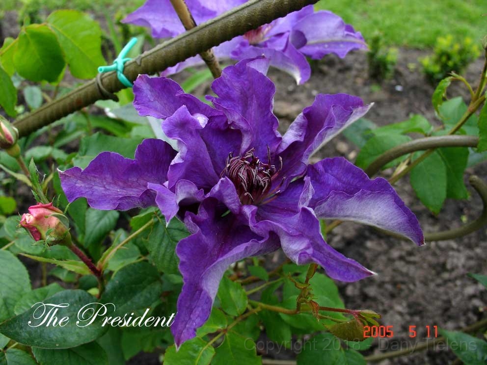 Clematis 'The President - 02.jpg
